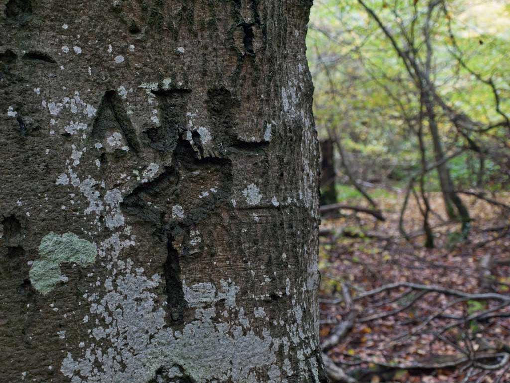 Markstakes Common.jpg