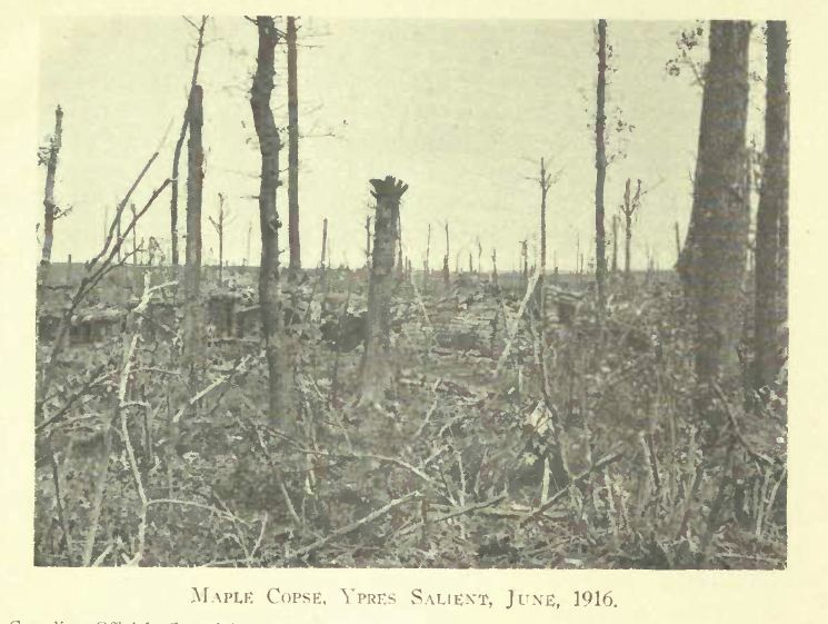 Maple Copse June 1916.JPG